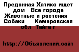 Преданная Хатико ищет дом - Все города Животные и растения » Собаки   . Кемеровская обл.,Тайга г.